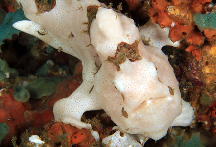 白色小丑 Frogfish Antennarius 蠹, 又名疣 Frogfish。Anilao, 菲律宾