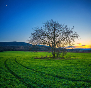 在夕阳的冬日, 一棵翠绿的田野上的寂寞树