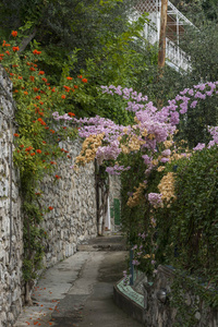 路径上的开花植物, 波西塔诺, 阿马尔菲海岸, 西班牙, 坎帕尼亚, 意大利