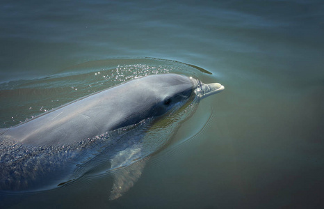 海豚漂浮在蓝色泻湖中图片