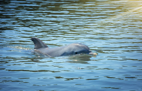 海豚漂浮在蓝色泻湖中