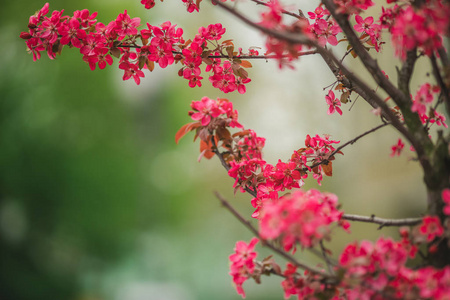 树上的花。 开花的树。 春天的背景。