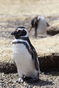 麦哲伦企鹅 Spheniscus magellanicus 在蓬东波在大西洋, 巴塔哥尼亚, 阿根廷