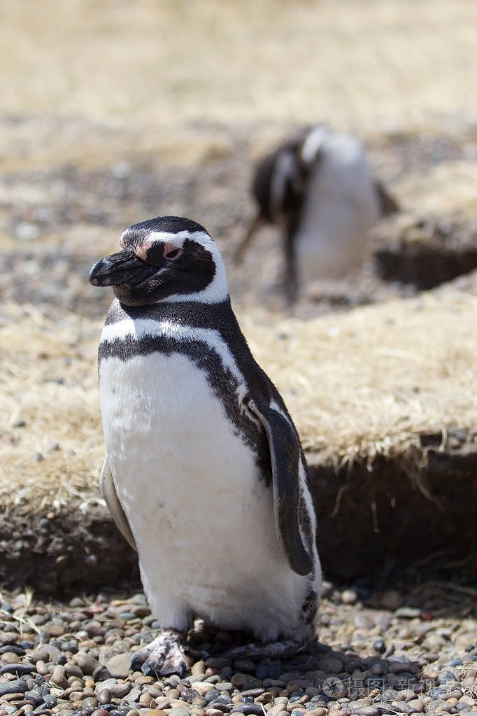 (spheniscus magellanicus) 在蓬东波在大西洋, 巴塔哥尼亚, 阿根廷