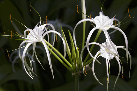 白色热带栽培花, 花瓣长照片