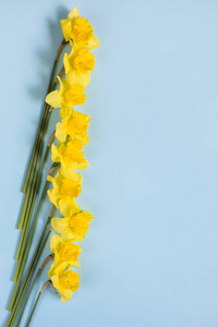 蓝色背景上的水仙花。蓝色背景上的黄色花朵图案。组成的花朵。顶部视图, 复制空间, 正方形, 平面放置