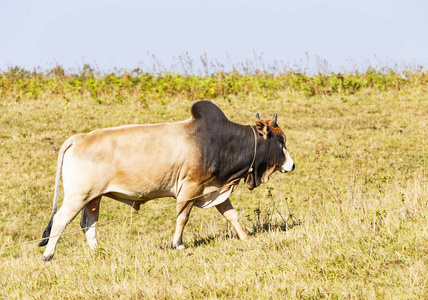 放牧在绿色牧场上的泰国家畜牛群