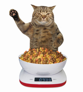 猫与食物秤