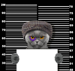 犯罪猫在警察局.照片黑色照片