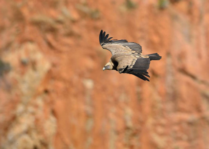 鹫秃鹫 小费 fulvus, 克里特岛, 希腊