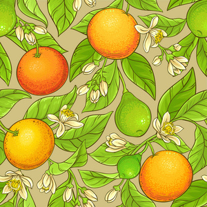 葡萄柚图图片-葡萄柚图素材-葡萄柚图插画-摄图新视界