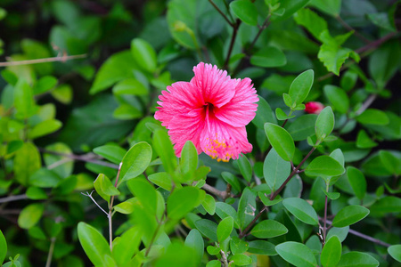 美丽的粉红色的花朵孤立在绿叶背景。多彩的自然背景