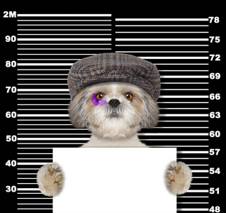 犯罪 shitzu 狗在警察局.照片黑色照片