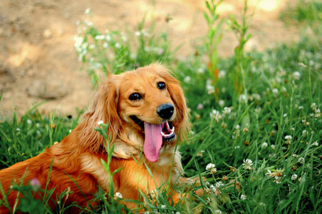 年轻英俊的猎犬小狗的肖像