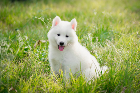 白色西伯利亚沙哑小狗在草