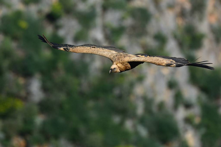 鹫秃鹫 小费 fulvus, 克里特岛, 希腊