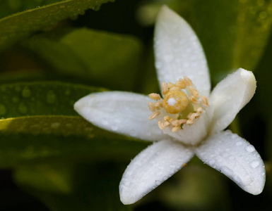 橙树花花蜜