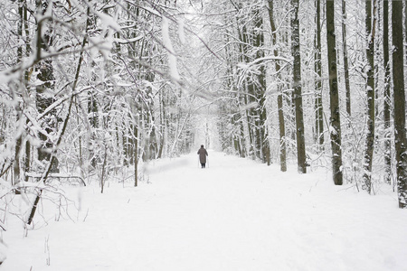 一个老妇人在冬天滑雪在森林里有一个 l