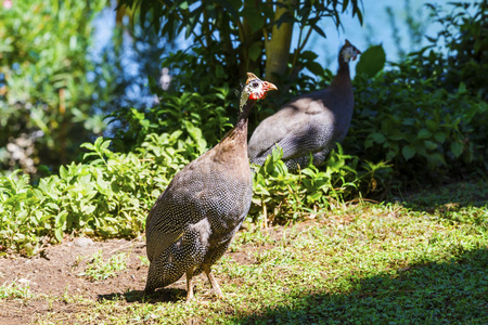 在绿色的草地上的野生几内亚母鸡.照片