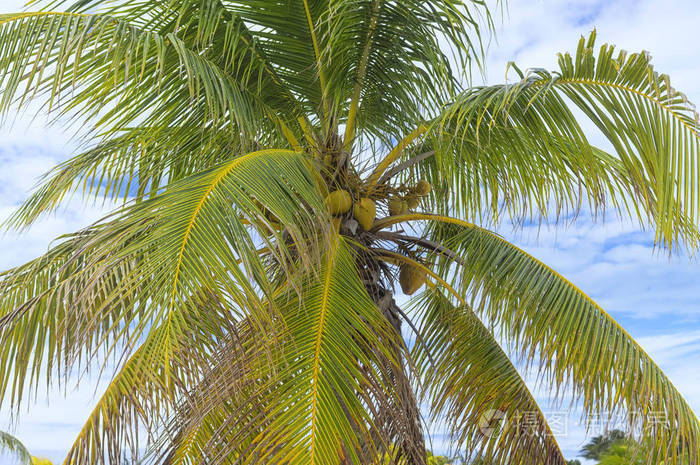 大黄色椰子挂在棕榈树对蓝天, 日