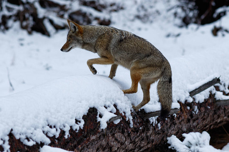 优胜美地山谷的雪狼狩猎照片