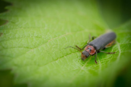 红黑甲虫在绿叶上爬行