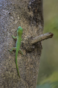 科赫的巨型天壁虎Phelsuma 猴原产于高知, 美丽多彩的日间壁虎在马达加斯加, 黥基地区流行