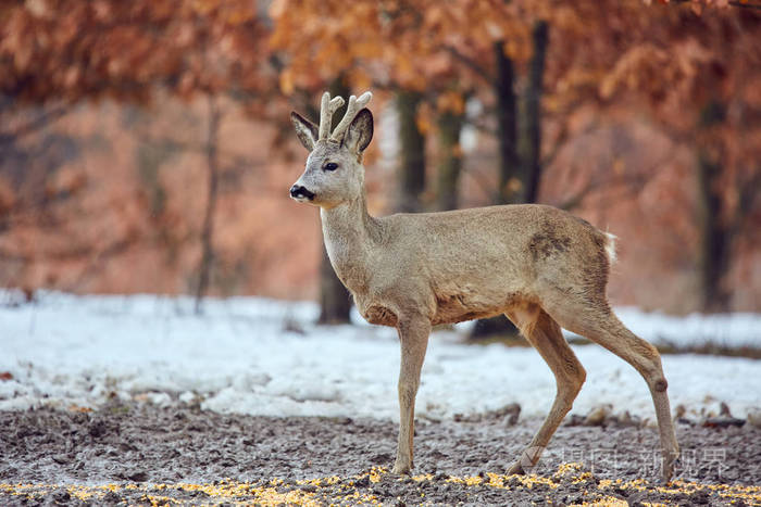 野生角雄鹿狍狍在橡树林中漫步觅食点