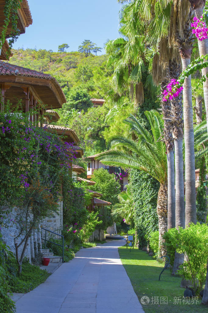 街道上有房子的棕榈树和绿叶花