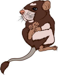 小田鼠图片-小田鼠素材-小田鼠插画-摄图新视界