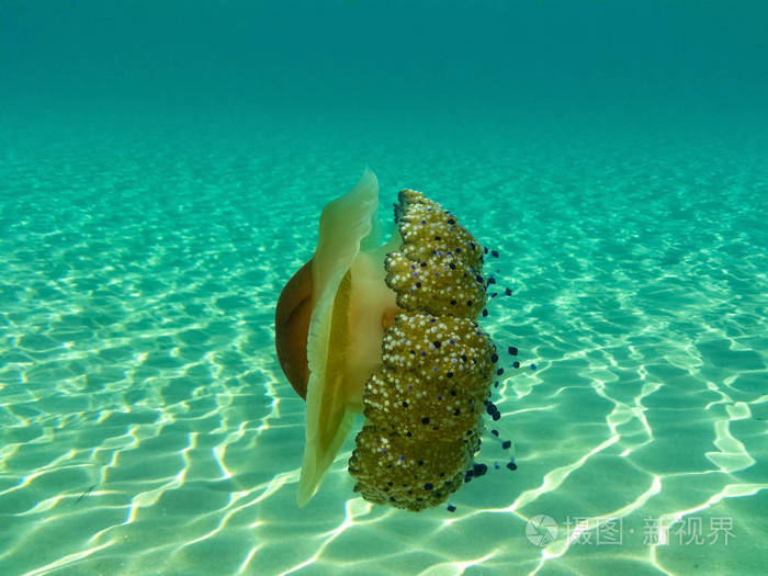 希腊 Chalkidiki Sithonia 海域的一只华丽水母