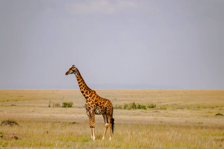 孤立的长颈鹿在大草原平原马赛马拉公园在没有