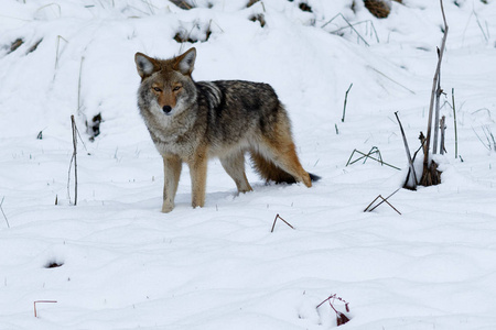 优胜美地山谷图片