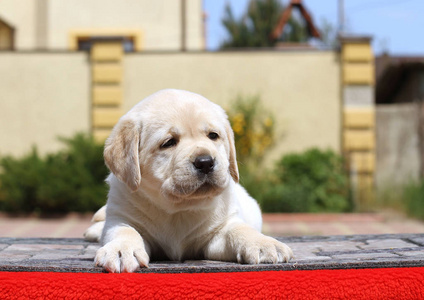 红色背景上的小拉布拉多犬。