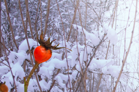 dogrose 的浆果在冬天下雪的冰冻森林里