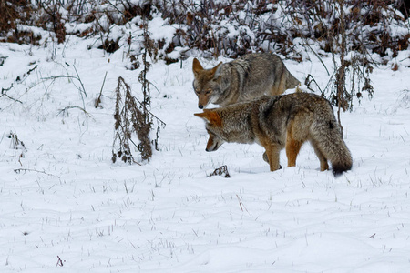 优胜美地山谷的雪狼狩猎图片