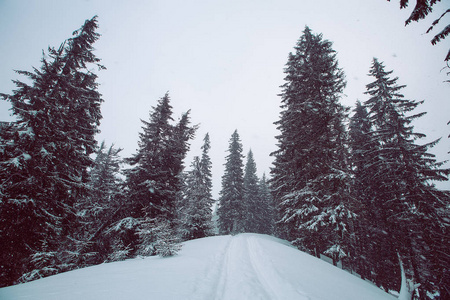 顶部有冷杉树的雪冬山