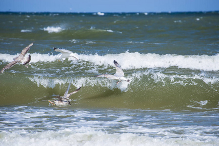 野生欧洲鲱鱼海鸥在波罗的海波浪