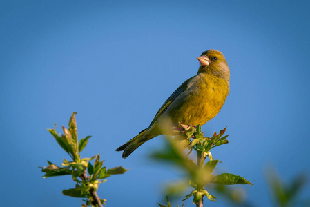 可爱的雄性 greenfinch 鸟栖息在樱桃树的顶端