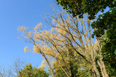 秋天的彩色的树木，在公园里
