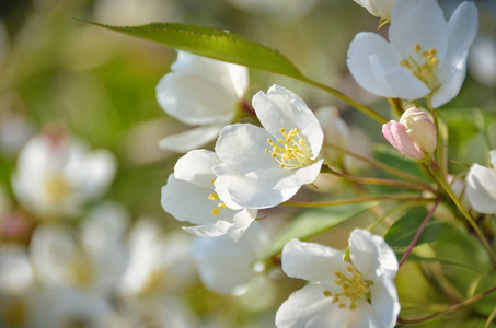 阳光明媚的花园里盛开的樱桃树上的嫩花