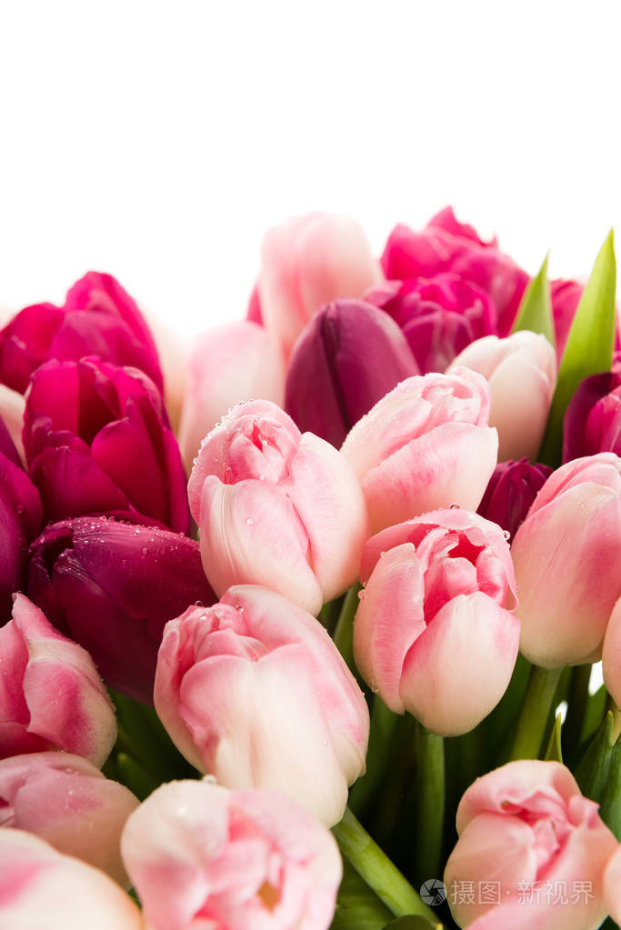 近距离拍摄的粉色郁金香花束