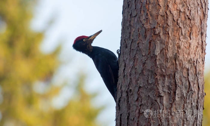 雄性黑啄木鸟坐在松树树干上
