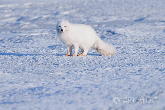 特写野生动物白色极地狐狸冬天在北极斯瓦尔巴特在一个晴朗的日子