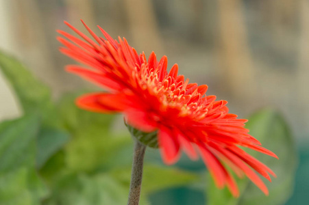 一朵美丽的橙色孤立的非洲菊花。它是菊科 雏菊家族 植物的一个属, 并以德国植物学家 Traugott 为荣。