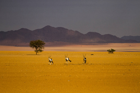 Gemsboks 在纳米布沙漠沙漠