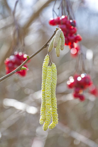 榛子开花与雪球莓果