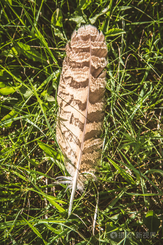 在草地上发现的鹰的羽毛