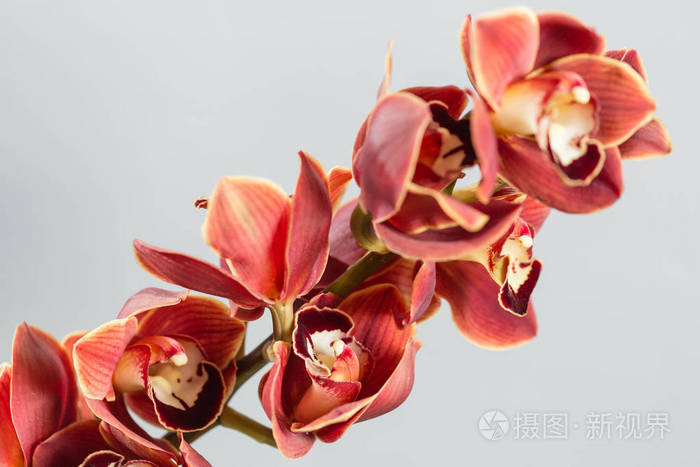 许多芽橙棕色兰花花或蝴蝶兰兰花 浅灰色背景照片 正版商用图片045pnc 摄图新视界