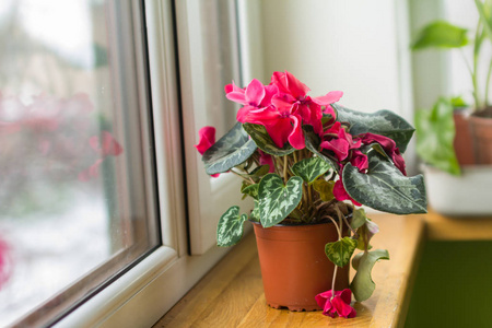 自生自灭图片 自生自灭素材 自生自灭插画 摄图新视界